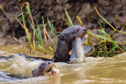 Giant River Otter Feared Extinct in Argentina Pops Up