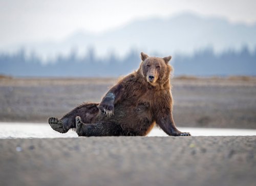 Sexy Bear... | Flipboard