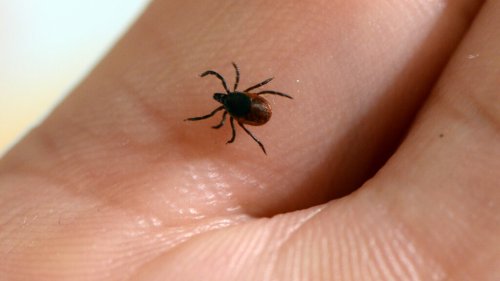 Study suggests mRNA vaccine could make humans resistant to ticks that transmit Lyme bacteria