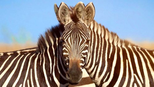 Optische Illusion: Welches der beiden Zebras blickt hier in die Kamera?