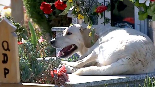 Hund kommt seit drei Jahren täglich zum Grab seines Herrchens