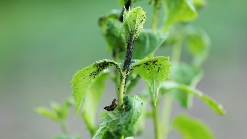 Diese Schädlinge leben in (fast) jedem Garten: Tipps zur Abwehr
