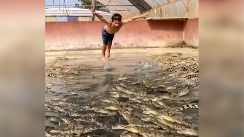 Siebenjähriger springt kopfüber in Krokodil-Becken – getreu dem Motto: "Wie der Vater, so der Sohn"