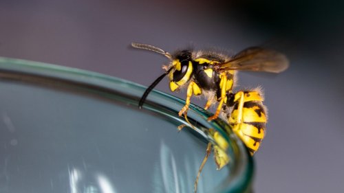 Wespen vertreiben: So verziehen sich die aufdringlichen Insekten freiwillig