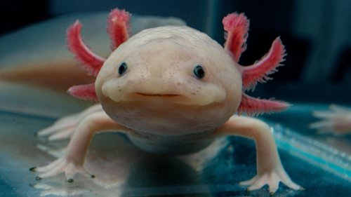 Diese Tiere können unglaubliche Dinge, von denen Menschen nur träumen