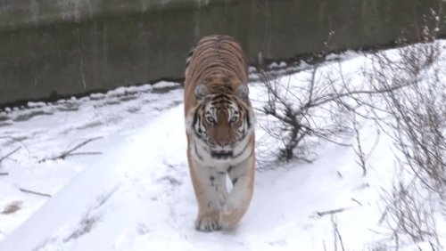 Mitarbeiter im Zoo Kiew kämpfen um Wärme für ihre Tiere – und bekommen Spenden aus Berlin