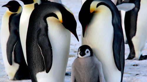 Vogelgrippe hat Antarktis erreicht. Droht Pinguinen ein Massensterben? 