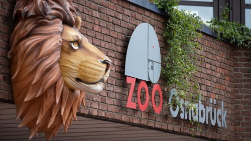 Löwenangriff im Zoo Osnabrück: Tierpflegerin verletzt