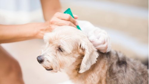 Hat mein Hund Flöhe? So erkennen Sie einen Befall – und bekämpfen ihn