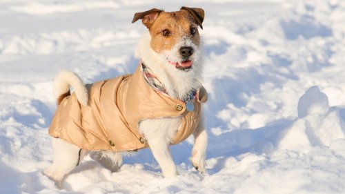 Wann ist ein Mantel für Hunde sinnvoll – und wann nicht?