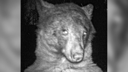Schwarzbär macht 400 Selfies mit Wildkamera