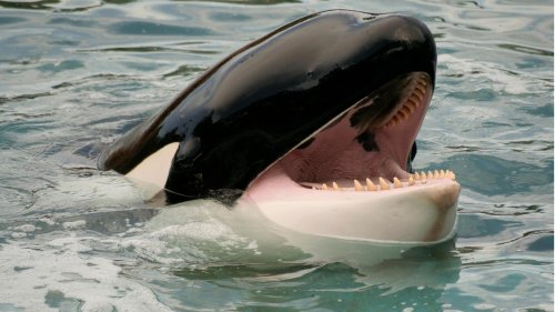 Orcas gehen in Freizeitpark aufeinander los – Tierschützer reichen Beschwerde gegen Seaworld ein