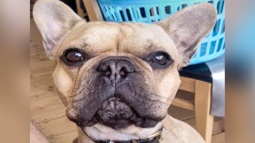 450 Kilogramm Ecstasy in Bagger versteckt: Hundefoto lässt Drogenschmuggler auffliegen