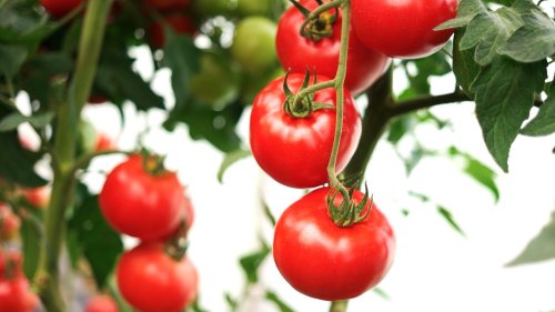 Tomaten selber anbauen: Vermeiden Sie diesen Fehler – dann klappt's auch mit der Ernte