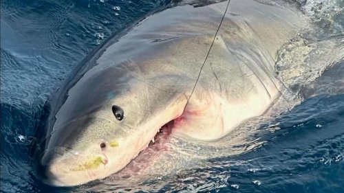 Hai am Haken: Familie fängt riesiges Raubtier im Angel-Urlaub