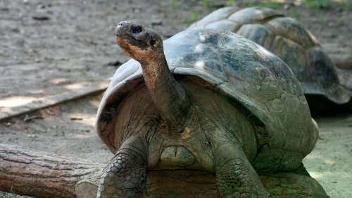 Galapagos-Schildkröte wird zum ersten Mal Mutter – mit etwa 100 Jahren