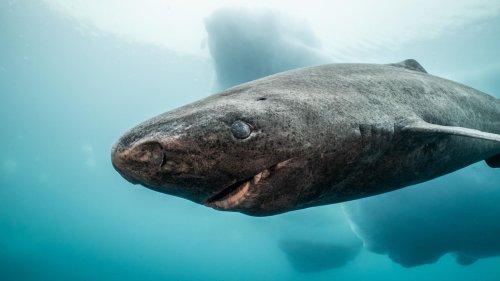 Im Revier der Eishaie: Eine Bilderreise in die beeindruckenden Tiefen der Arktis