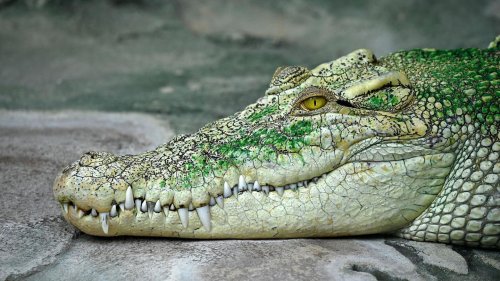 Erst war es eine Legende – dann wurde ein Krokodil unter dem Fußboden einer Schule gefunden