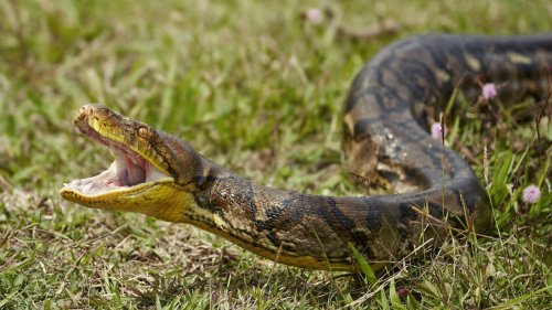 XXL-Python schockt Urlauber
