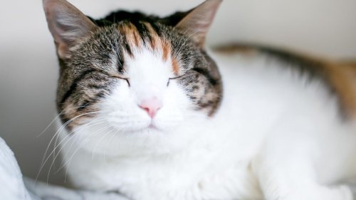 Forscher finden heraus, wie man Katzen für sich gewinnt und ihnen Vertrauen signalisiert