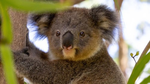 Jäger erlegen 700 Koalas durch Schüsse aus Helikoptern