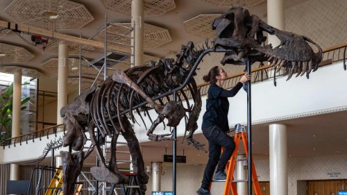 Tyrannosaurus Rex "Trinity": In der Schweiz kommt ein seltenes Dinosaurierskelett unter den Hammer