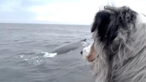 "Skipper, guck!": Whale Watching mit Hund – und der Vierbeiner kann es nicht fassen