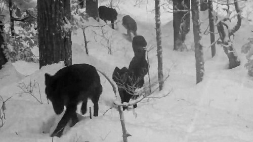 Einäugiger Wolf mit riesigem Rudel angeblich in Österreich gefilmt – das steckt hinter dem Clip