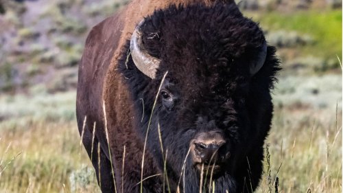 Mit Hörnern aufgespießt – Serie von Bison-Angriffen in Yellowstone-Park