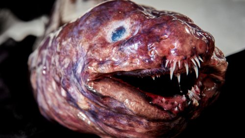 Forscher entdecken Tiefsee-Kreaturen mit scharfen Zähnen und transparenter Haut
