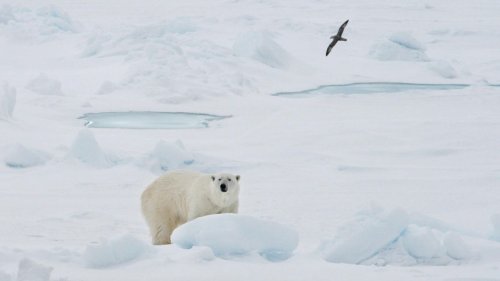 Die Erderwärmung treibt die Eisbären weiter in den Norden – dort wartet schon die nächste Gefahr