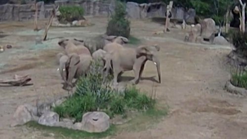 Erdbeben-Video zeigt, wie Elefanten auf Gefahren reagieren