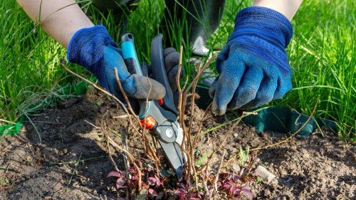 Profi-Gartenschere für 37 Euro: Die Top Garten-Deals am Freitag