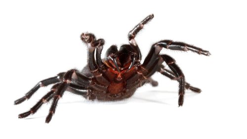 Bereits ein Biss kann töten: Auf der Jagd nach der giftigsten Spinne der Welt
