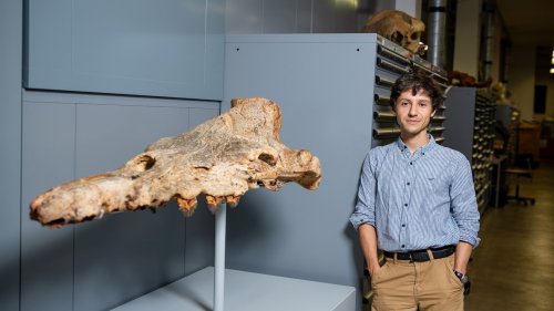 Forscher entdeckten einen 39 Millionen Jahre alten Urwal – das wohl dickste Säugetier aller Zeiten 