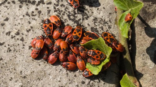 Rot-schwarze Invasion: So gehen Sie mit Feuerwanzen richtig um