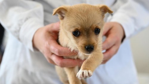 Erfolg für Tierschützer: eBay Kleinanzeigen schränkt Handel mit jungen Haustieren drastisch ein
