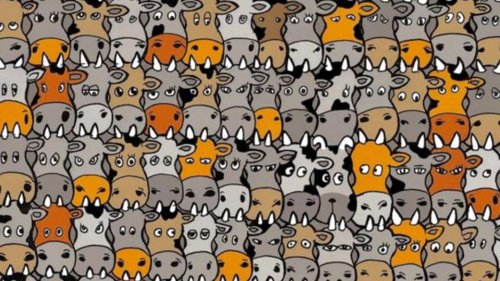 Finden Sie den Hund zwischen den Kühen in unter zehn Sekunden?