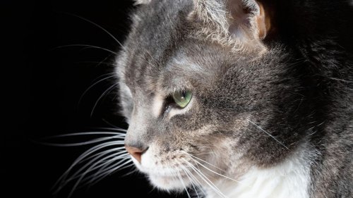 Katzen verbergen Krankheiten gekonnt – aber ihr "Schmerzgesicht" verrät sie