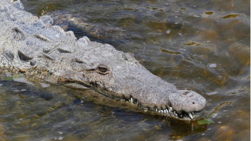 "Jungfernzeugung": Krokodil pflanzt sich fort, obwohl es seit 16 Jahren allein lebt
