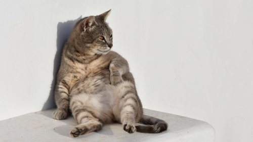 Katzen und ihr Schwabbelbauch – so wichtig ist die kleine Plauze