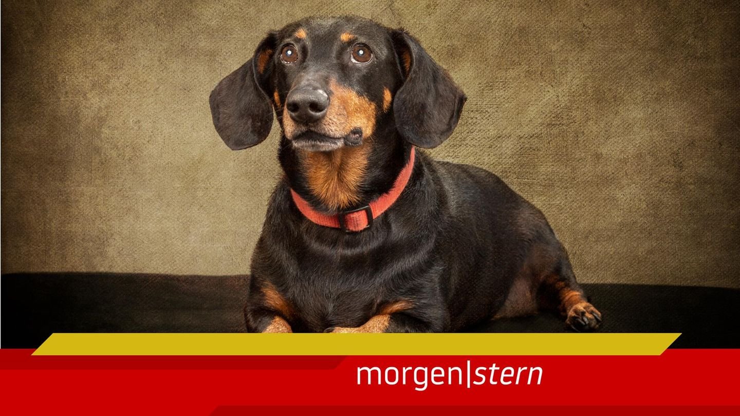 Dackel Valerie überlebt 16 Monate allein in der Wildnis – die Lage am Morgen