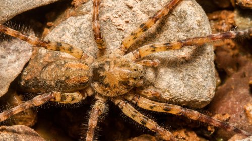 Nosferatu-Spinne breitet sich in Deutschland aus – ist ihr Biss gefährlich?