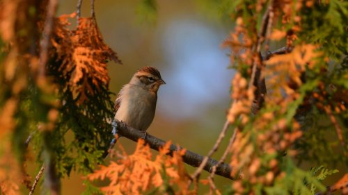 Der Natur ganz nah: Diese Ausrüstung brauchen Sie zum Vögel beobachten