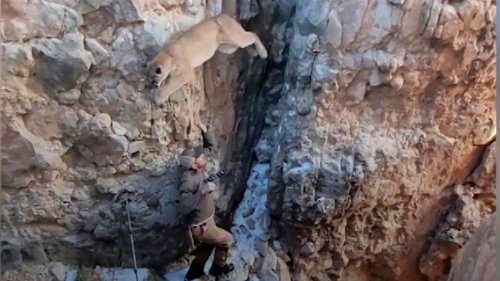 Puma soll betäubt werden – doch die Wildkatze gerät in Panik