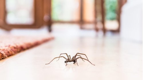 Spinnen vertreiben: Die besten Abwehrmittel für Innenräume