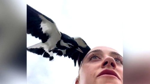 "Er stürzte direkt auf mein Auge": Fitness-Influencerin wird von Vogel attackiert