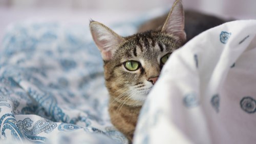 Katze im Bett? Für mich der absolute Albtraum