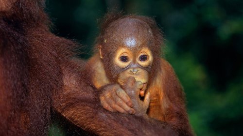 Zoo lässt gesundes Orang-Utan-Baby einschläfern – obwohl es eine andere Möglichkeit gab