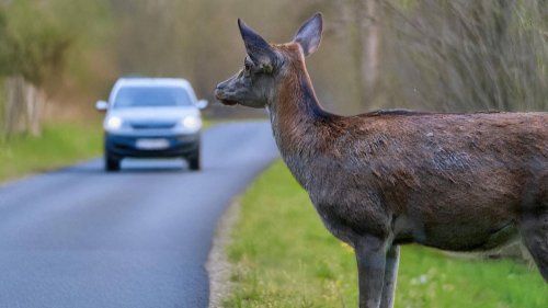 Unfallforscher warnt: Diesen Fehler machen Autofahrer bei Wildunfällen